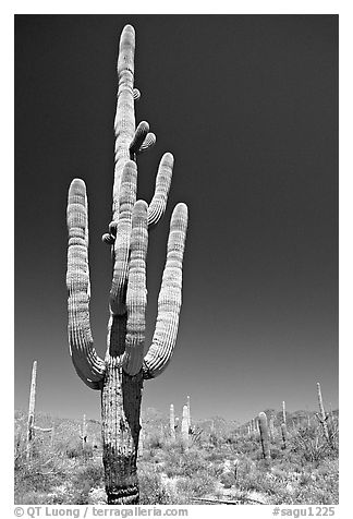 Giant Saguaro cactus (scientific name: Carnegiea gigantea), mid-day. Saguaro National Park (black and white)