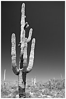 Giant Saguaro cactus (scientific name: Carnegiea gigantea), mid-day. Saguaro National Park ( black and white)