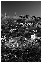 Cholla cactus on hillside. Saguaro National Park, Arizona, USA. (black and white)