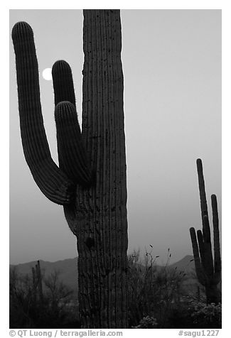 Saguaro cactus and moon, dawn. Saguaro National Park, Arizona, USA.