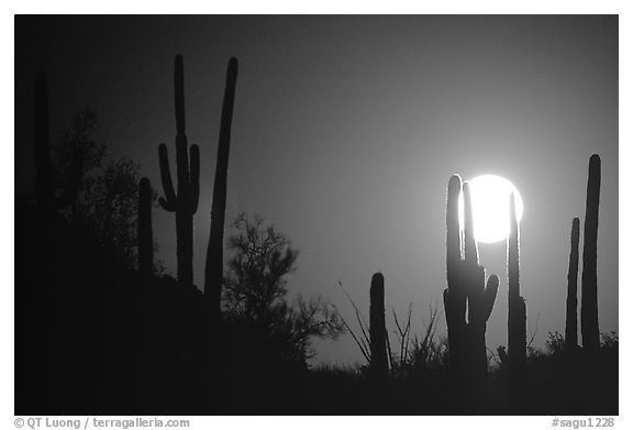 Moonrise behind saguaro cactus. Saguaro National Park, Arizona, USA.