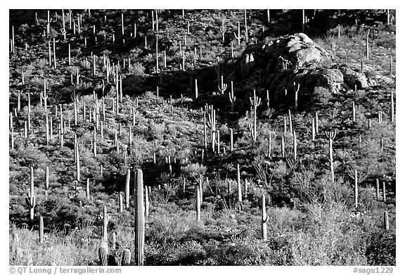 saguaro cacti forest on hillside, West Unit. Saguaro National Park, Arizona, USA.