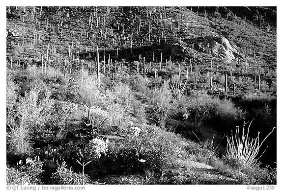 Saguaro cacti forest and occatillo on hillside, West Unit. Saguaro National Park, Arizona, USA.