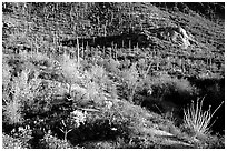 Saguaro cacti forest and occatillo on hillside, West Unit. Saguaro National Park, Arizona, USA. (black and white)