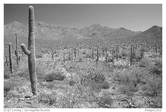 Saguaro cactus and Tucson Mountains. Saguaro National Park, Arizona, USA.