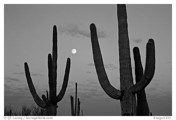 Saguaro cactus and moon at dawn. Saguaro National Park, Arizona, USA.