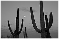 Pictures of Saguaro