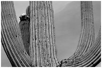 Arms of Saguaro cactus. Saguaro National Park ( black and white)