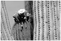 Saguaro cactus with blooms. Saguaro National Park ( black and white)