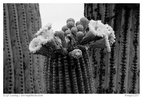 Saguaro cactus blooms. Saguaro National Park (black and white)