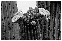 Saguaro cactus blooms. Saguaro National Park ( black and white)