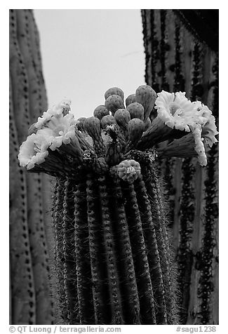 Saguaro cactus flowers and arm. Saguaro National Park (black and white)