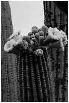 Saguaro cactus flowers and arm. Saguaro National Park ( black and white)