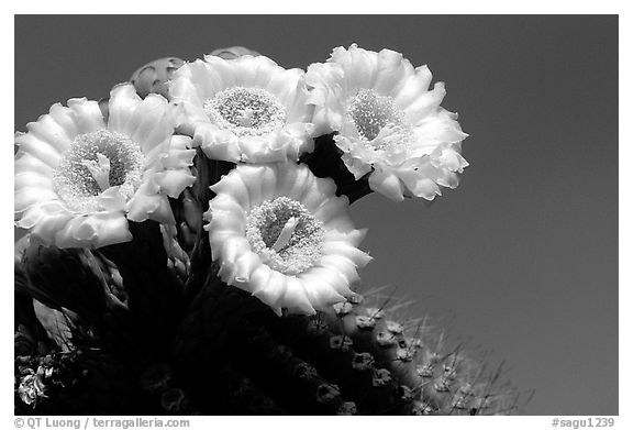 Saguaro cactus blooming. Saguaro National Park, Arizona, USA.