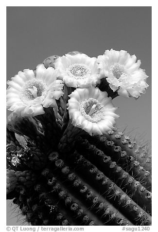Saguaro cactus flowers against blue sky. Saguaro National Park (black and white)