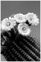 Saguaro cactus flowers against blue sky. Saguaro National Park ( black and white)