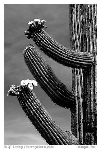 Arms of blooming Saguaro cactus. Saguaro National Park (black and white)