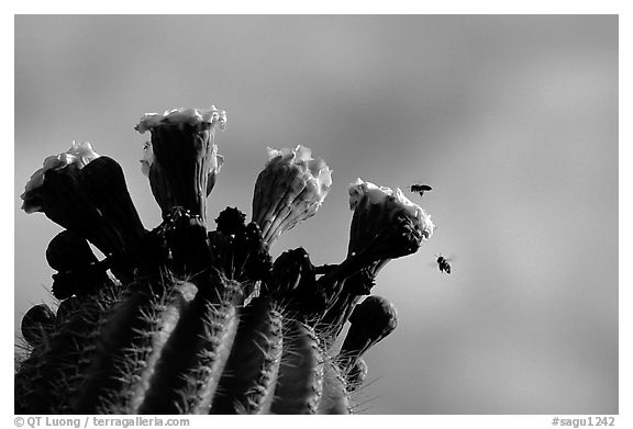 Saguaro cactus flower and bees. Saguaro National Park (black and white)