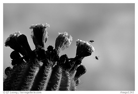 Saguaro cactus flower and bees. Saguaro National Park, Arizona, USA.