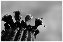 Saguaro cactus flower and bees. Saguaro National Park ( black and white)