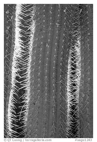 Cactus detail. Saguaro National Park (black and white)
