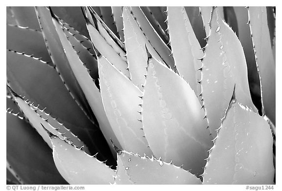 Cactus detail, Arizona Sonora Desert Museum. Tucson, Arizona, USA (black and white)