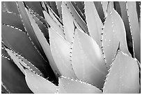 Cactus detail, Arizona Sonora Desert Museum. Tucson, Arizona, USA ( black and white)