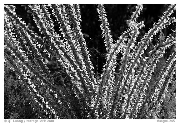Occatillo detail. Saguaro National Park (black and white)