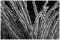 Occatillo detail. Saguaro National Park, Arizona, USA. (black and white)