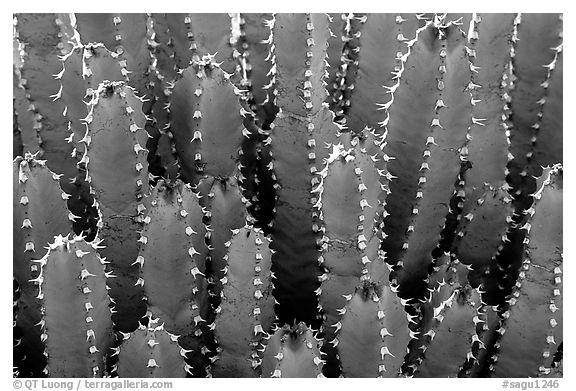 Cactus detail, Arizona Sonora Desert Museum. Tucson, Arizona, USA (black and white)