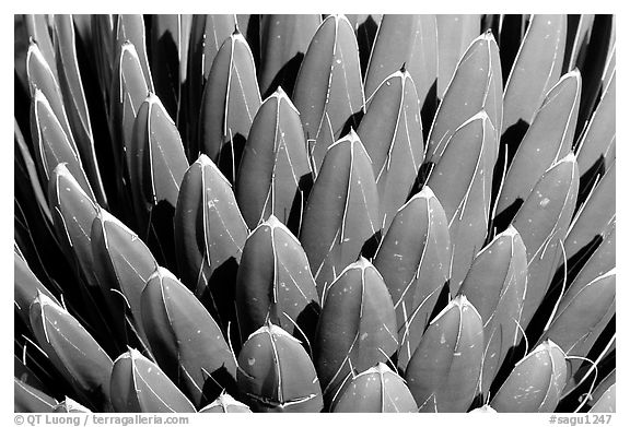 Cactus detail, Arizona Sonora Desert Museum. Tucson, Arizona, USA (black and white)