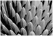 Cactus detail, Arizona Sonora Desert Museum. Tucson, Arizona, USA (black and white)