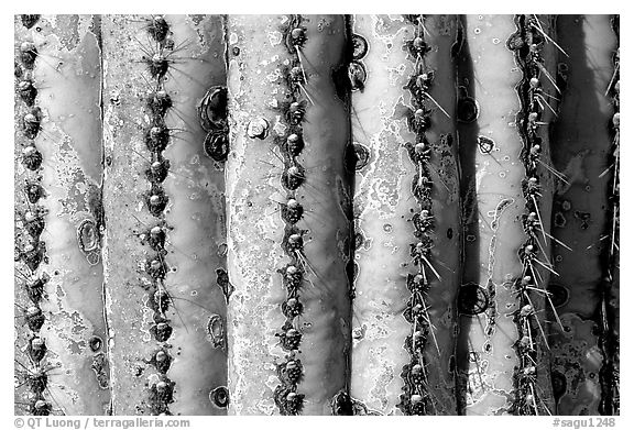 Saguaro cactus trunk close-up. Saguaro National Park (black and white)