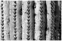 Saguaro cactus trunk close-up. Saguaro National Park ( black and white)