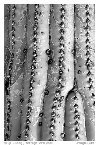 Saguaro cactus trunk detail. Saguaro National Park, Arizona, USA.