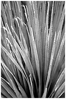 Sotol, Arizona Sonora Desert Museum. Tucson, Arizona, USA (black and white)