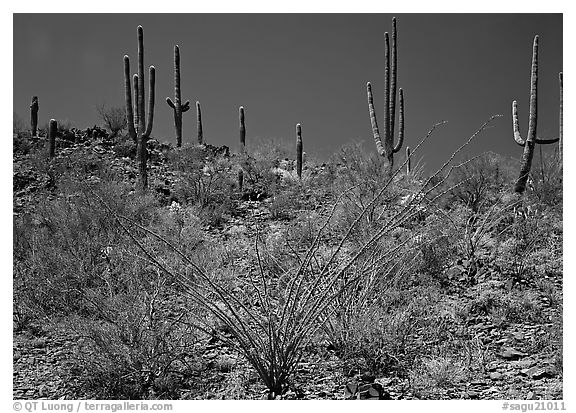 Ocatillo and Saguaro cactus on hillside. Saguaro  National Park (black and white)