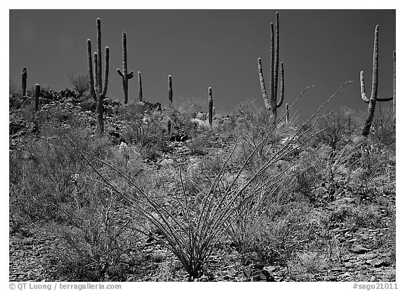 Ocatillo and Saguaro cactus on hillside. Saguaro National Park, Arizona, USA.