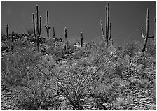 Ocatillo and Saguaro cactus on hillside. Saguaro  National Park ( black and white)