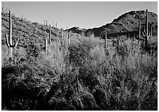 Palo Verde and saguaro cactus on hill. Saguaro National Park, Arizona, USA. (black and white)