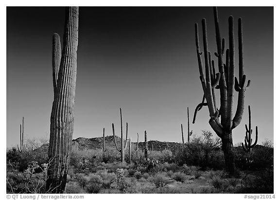 Saguaro cacti (scientific name: Carnegiea gigantea), late afternoon. Saguaro National Park, Arizona, USA.