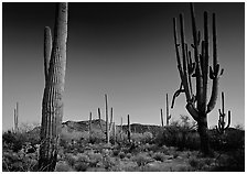 Saguaro cacti (scientific name: Carnegiea gigantea), late afternoon. Saguaro National Park, Arizona, USA. (black and white)