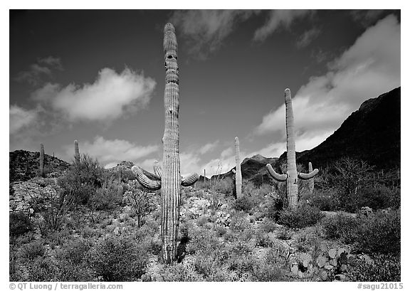 Saguaro cactus forest on hillside, morning, West Unit. Saguaro National Park, Arizona, USA.