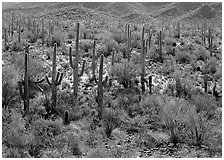 Ocatillo and saguaro cactus in valley. Saguaro National Park, Arizona, USA. (black and white)