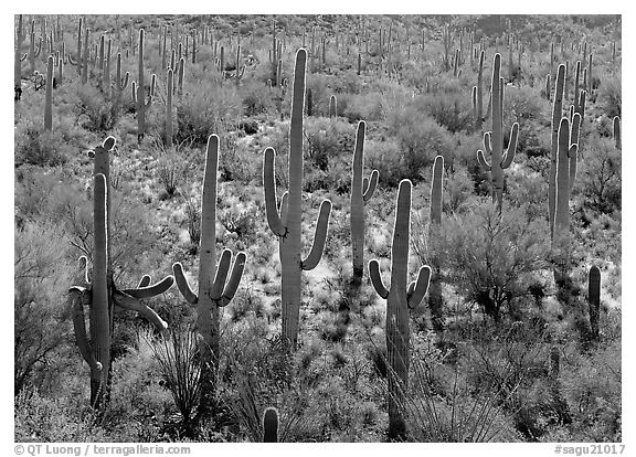 Saguaro cactus (Cereus giganteus), backlit with a rim of light. Saguaro National Park (black and white)