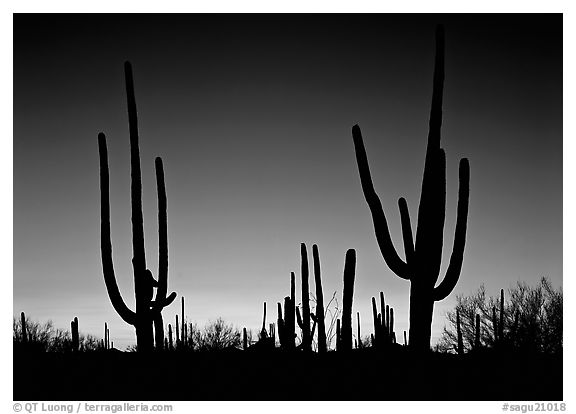 Saguaro cactus silhouettes at sunset. Saguaro  National Park (black and white)