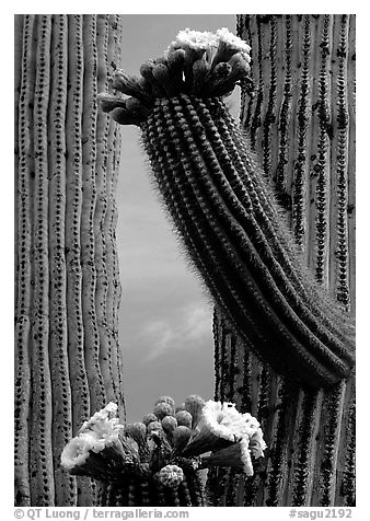 Saguaro cactus in bloom. Saguaro National Park (black and white)