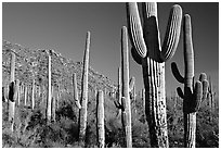 Saguaro cacti forest on hillside, late afternoon, West Unit. Saguaro National Park, Arizona, USA. (black and white)