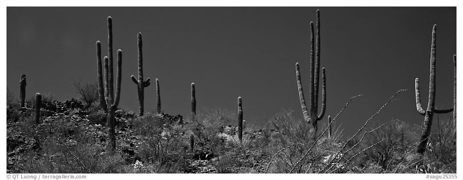 Saguaro cactus on hill under pure blue sky. Saguaro National Park (black and white)