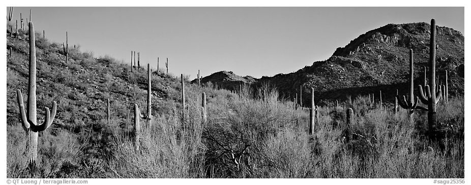 Sonoran desert landscape with sagaruo cactus. Saguaro  National Park (black and white)